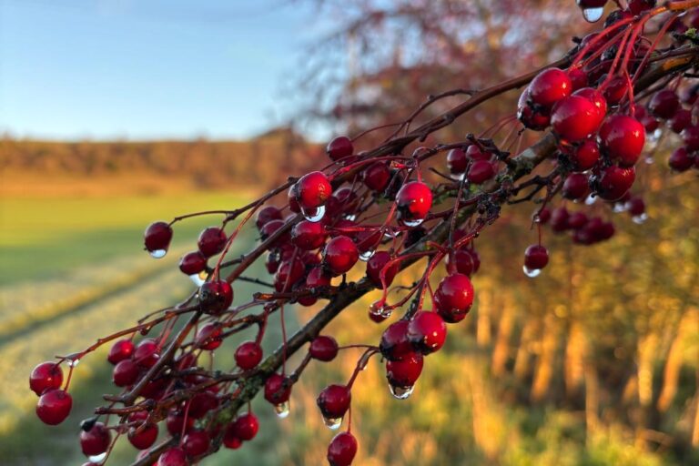 Thinking Aloud – The Real Story of COP30